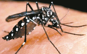 本土登革熱群聚擴大！桃園長安里累積13人確診
