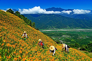 花蓮金針花季開幕活動取消！山區人流管制：最多2千人