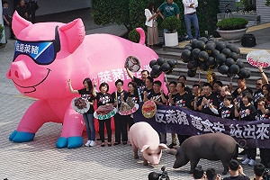 現場直擊》國民黨抬3頭道具豬反萊豬 呼籲全民週日走上街頭反萊豬