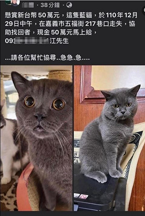 懸賞50萬！「嘉義藍貓」今回家 網友卻哀傷了