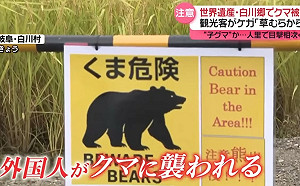 劉黎兒觀點》今年的熊出沒不是開玩笑的！有8萬隻熊的日本造成災害 紅葉觀光不能不小心