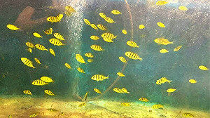 微塑膠竟是「隱形」生態殺手！海生館：已動搖海洋食物鏈