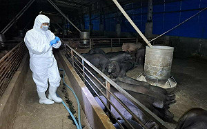 台中爆發非洲豬瘟！防止疫情擴散   己撲殺195頭