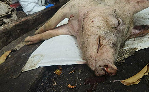 台中爆非洲豬瘟!醫直指「可怕不在生病」:它會毀掉整個產業