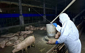 爆非洲豬瘟！側翼轟刪凍預算　民眾黨嗆：蘇貞昌預算4.5億「高下立判」