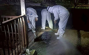 染疫豬場二度清消仍有病毒！台中急做第3次疫調 農業部揭最新進度