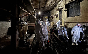 台中非洲豬瘟案豬農父子涉嫌業務登載不實！法院凌晨裁定羈押禁見