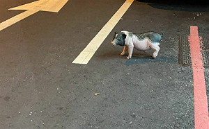 台中驚現迷你豬逛大街！警圍捕開罰  網笑：現在很缺豬肉喔