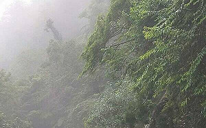 太平山遊樂區「聯外道路」今早坍方！採單線雙向通行