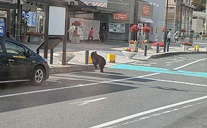 無視流感與熊害？林氏璧持續推廣旅日遭嗆 親揭數據反擊