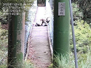 玉山吊橋下驚現3虎頭蜂巢！巡查員遭螫傷「重裝出擊」全剷除