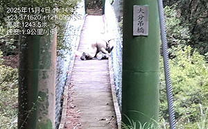 玉山吊橋下驚現3虎頭蜂巢！巡查員遭螫傷「重裝出擊」全剷除