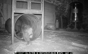 (影)花蓮也有熊出沒！黑熊「體態消瘦」二度闖工寮覓食遭捕獲