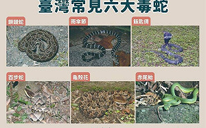 別再用嘴吸了！醫曝蛇咬急救「三大致命錯誤」　關鍵保命法一次看