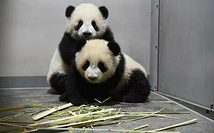 日中緊張殃及貓熊  日本僅存兩隻貓熊明年返中國 「貓熊熱」暫告一段落