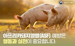 韓國再現非洲豬瘟確診　調升至「最高級別」警戒、全韓禁運48小時