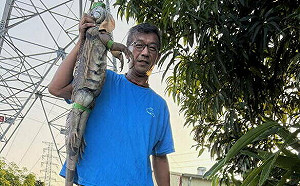 日抓70隻創新高　台南193公分「哥吉拉級綠鬣蜥」曝光！獵人：大隻的越來越多