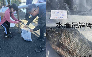 全聯台灣鯛驗出禁藥引恐慌！雲林縣府急追源頭　2萬尾魚遭封存