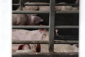 農業部規劃方案之一　2027年起全面禁廚餘養豬