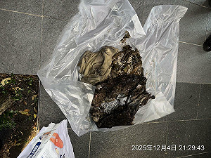 虐貓慣犯！女子丟垃圾被抓包「袋裝12具貓屍」累計14隻死亡