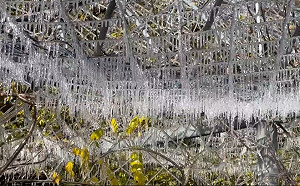 武陵農場清晨低溫0.2度 「冰晶簾」美景再現