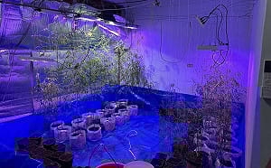 南投男欠債百萬  被誘「種大麻抵債」 租屋造千萬栽培室遭逮