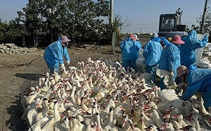 禽流感拉警報！雲林鴨場確診H5N1　5千隻肉鴨遭撲殺