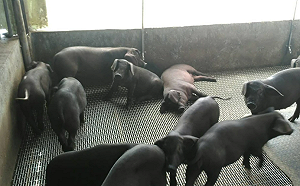 2027廚餘禁令重創「六堆黑豬」！豬農嘆：廚餘未解決  產業恐先滅