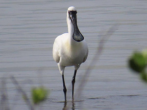 外籍移工遭疑獵捕黑面琵鷺　專家確認是白腹秧雞
