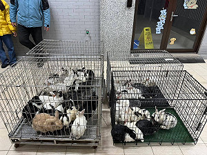 新竹驚傳大型兔隻棄養！46隻寵物兔遭丟荒野 動保所立案追查