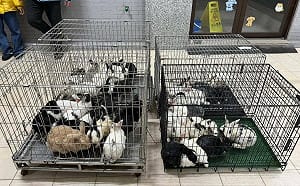 新竹驚傳大型兔隻棄養！46隻寵物兔遭丟荒野　動保所立案追查