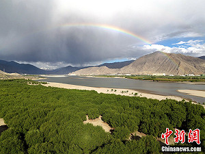 專論》中國種《780億棵樹》的代價是什麼？ 專家警告：「水循環正在出現嚴重異變」