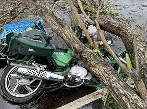 郵差遭路樹壓死　法院認有管理疏失判國賠146萬元