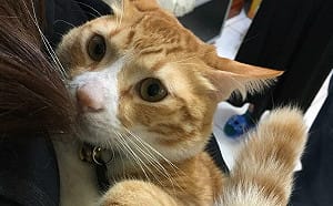 北市毛孩福利再升級！投保「寵物保險」最高可領3000元補助