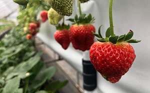 草莓季到來！內湖溫室採果  30分鐘車程輕鬆體驗農遊樂趣