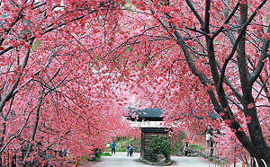 司馬庫斯櫻花季2/9開跑！通行證1/19開放網路申請