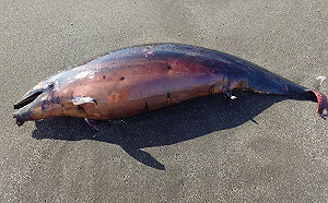 「弗氏海豚」擱淺東海岸無生命跡象！遺體送成大鯨豚中心檢驗