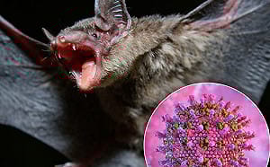 蝙蝠又傳致命病毒！無疫苗、特效藥 孟加拉爆「尼帕」致死率破七成、醫護陷昏迷