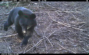 阿里山頻受黑熊侵擾！石山引水道10隻黑熊活動  林保署籲避免前往