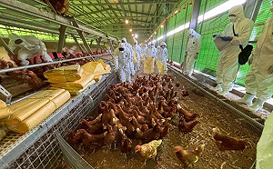 豐原雞場隱匿禽流感內幕曝光！吹哨者目睹詭異埋屍 後悔沒早點爆料