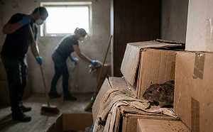 台北大安區驚傳漢他病毒死亡案例！專家示警：大掃除看到「這個」千萬別直接掃