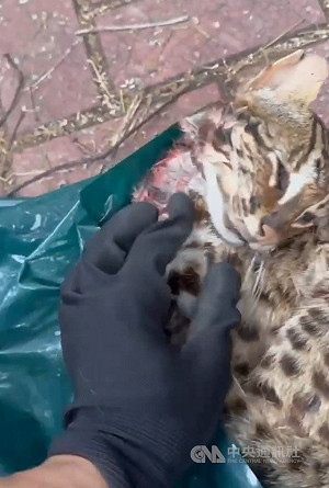 越籍男獵殺流浪貓與石虎　台中地院一審判8年2月