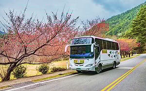 武陵櫻花季浪漫登場！搭賞櫻專車 、購票用台中Go最方便 
