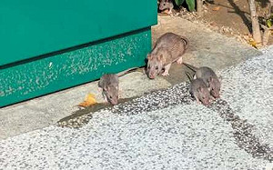 北捷稱「老鼠從乘客包包」掉出！粉專曬「去年舊照」諷：台北有蟲洞？