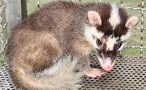 看到「鼬獾」可愛想摸一下？疾管署示警「狂犬病」恐上身：發病後無藥可醫