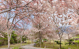 山城走春首選東高雄   體驗深度「慢旅、慢食、慢活」療癒遊程 
