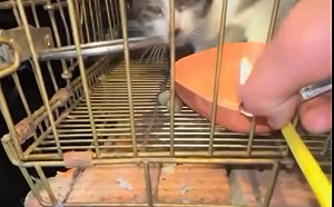 關西國中生炸貓還嗆聲？校方光速處理曝光 姆士捲：已救回2隻貓