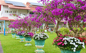 九重葛花期迎新年  內門金竹國小冬日校園宛如世外桃源