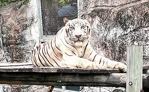 陪伴高雄人14載  壽山動物園明星白老虎「昭海」圓滿謝幕