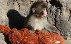 把布偶當媽爆紅！日本小猴Panchi君傳來好消息　動物園：已獲同伴理毛